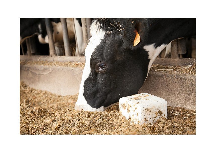 Bloc à Lécher Minéral Pour Chevaux - 10 Kg - Complément En Sels Et Oligo-éléments - Pour Pâture Ou écurie